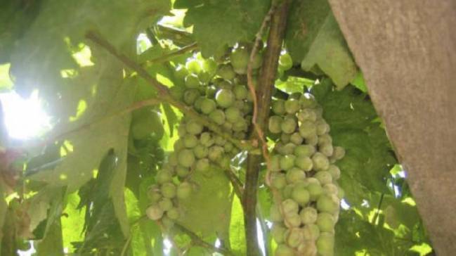 El resveratrol se halla de forma natural en frutas como las uvas o algunas plantas (imagen: CSIC). 