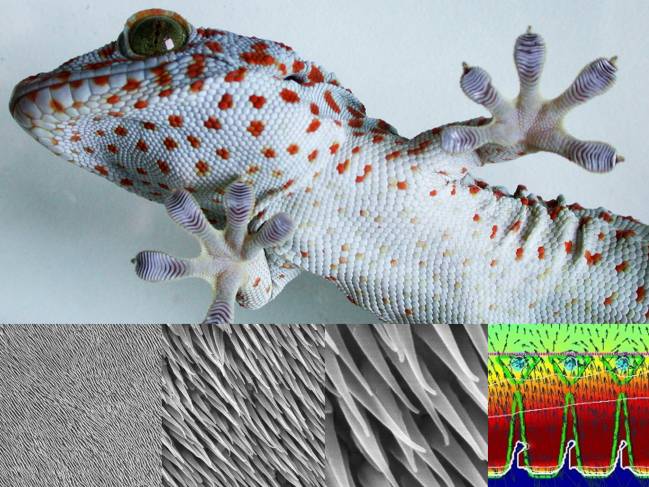 Un gecko tokay se adhiere a un cristal.