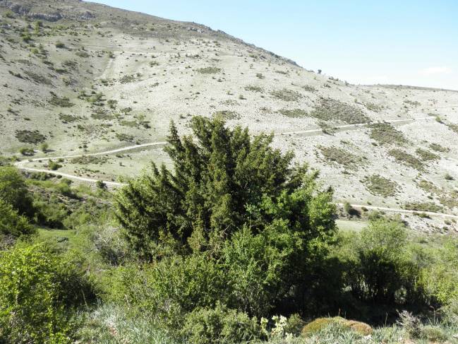 Tejos en la Sierra de Arana (Granada).