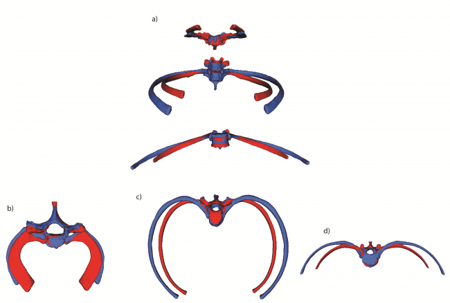 Forma media del tórax neandertal (azul) comparado con el de H. sapiens (rojo), estudiado a nivel de caja torácica superior (costilla 1), media (costilla 5) e inferior (costilla 11). La caja torácica neandertal es mucho más amplia que la de Homo sapiens, lo cual es más evidente a nivel medio e inferior. /Journal of Human Evolution.