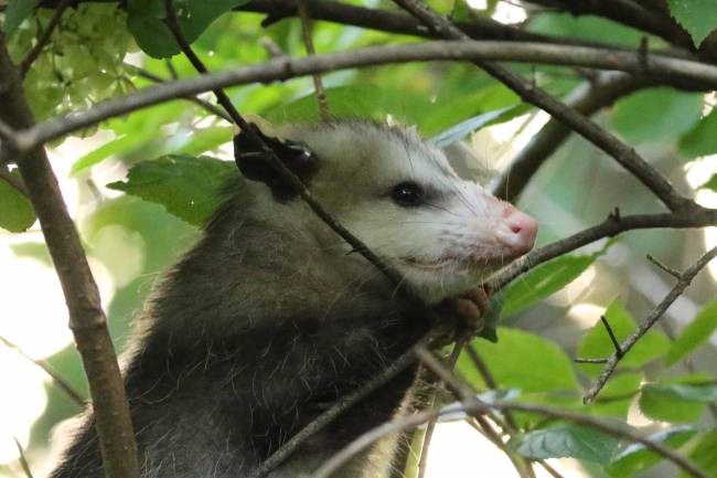 el coronavirus se trasmite a animales silvestres