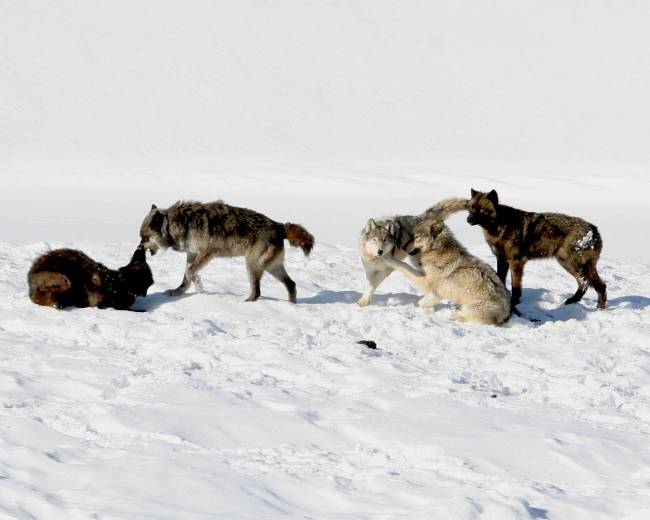 Imagen de la manada Mollie del Parque Nacional de Yellowstone, como la mayoría de las manadas, está formada por lobos de color negro y gris. / Daniel Stahler/NPS