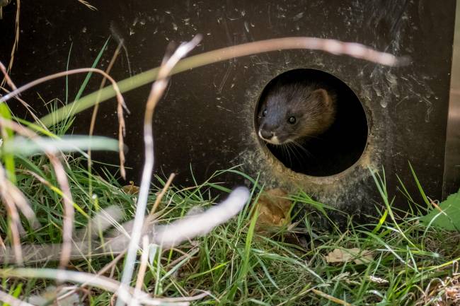 Imagen de un visón europeo
