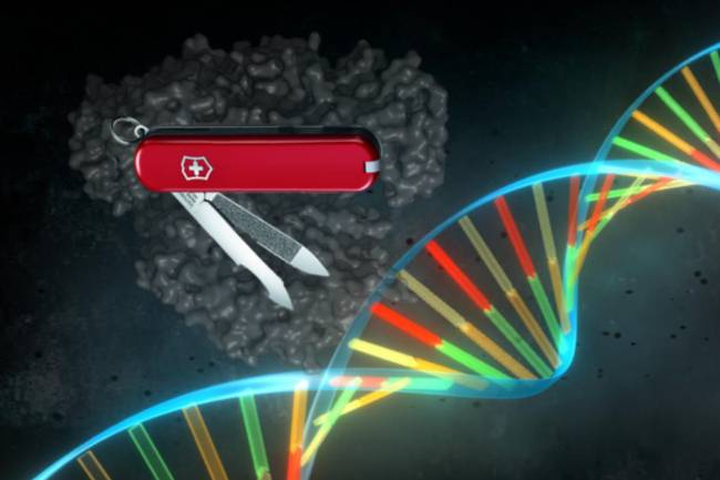 Representación de la proteína CRISPR Cpf1. Los complejos CRISPR Cas de clase 2, incluyendo Cas9 y Cpf1, poseen gran versatilidad, ya que una sola proteína guiada por un ARN lazarillo es capaz de reconocer y cortar una secuencia específica del genoma. La proteína tiene superpuesta la ilustración de una navaja-multiusos