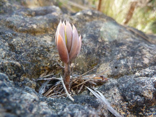 Uña de gato (Uncaria tomentosa). Imagen: Manel  