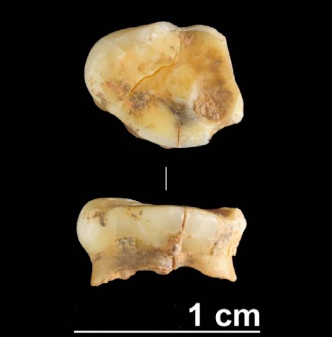 Diente humana de hace 17.000 años