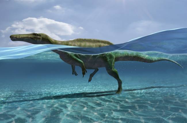recreación de un dinosaurio en el agua que toca el fondo con las patas