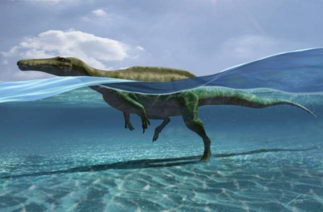 recreación de un dinosaurio en el agua que toca el fondo con las patas