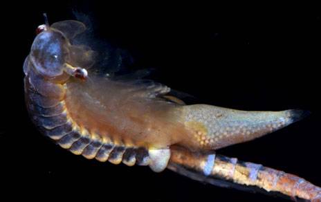 Hembra de la especie 'Chirocephalus diaphanus' / Mario García París 