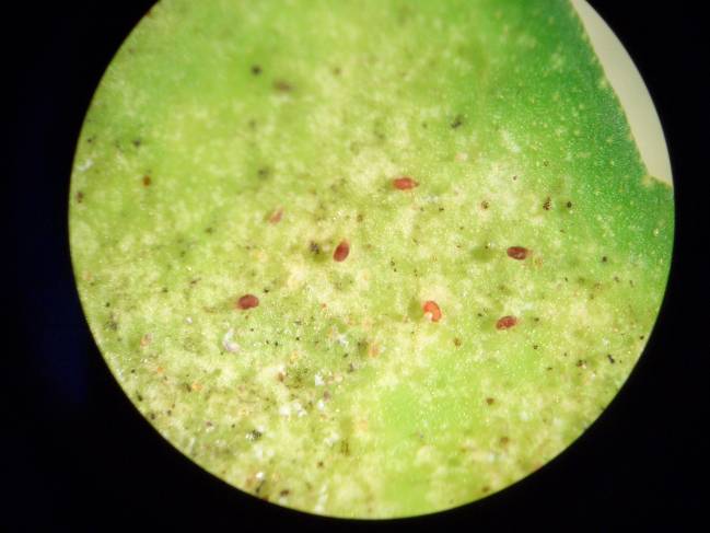 Tetranychus urticae