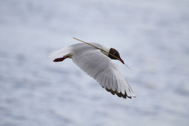 Gaviota reidora. / EOL