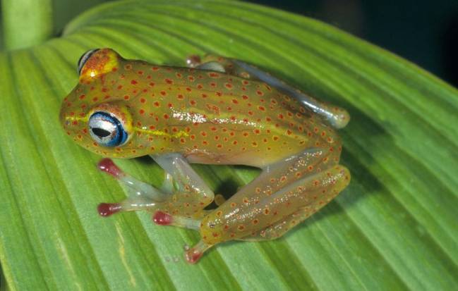 Boophis erythrodactylus