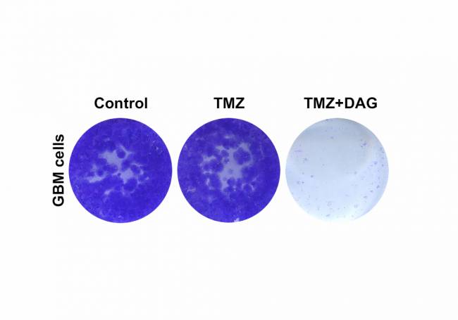 gráfico de la terapia combinada