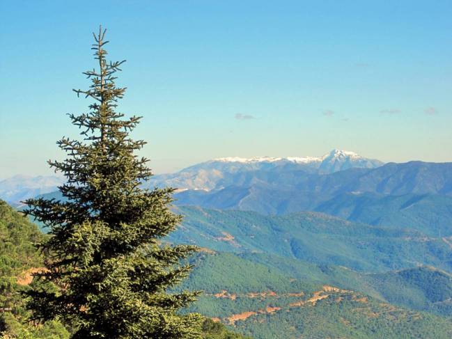 La especie de abeto Abies pinsapo en Sierra Bermeja (Málaga, España).