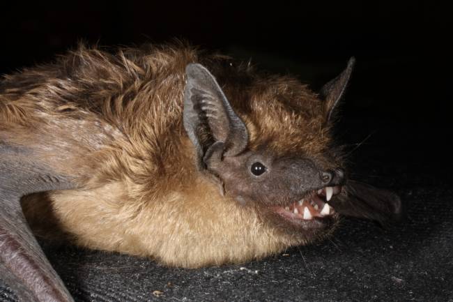 murciélago serotino, pene