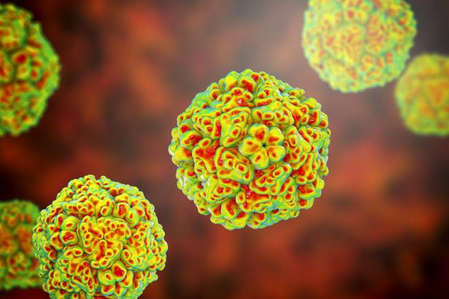 Recreación de un enterovirus