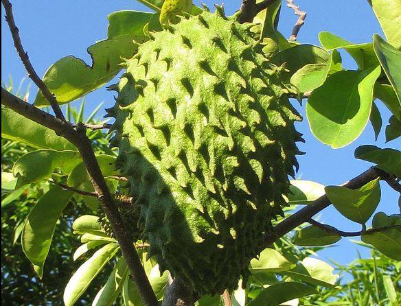 fruto de guanábana