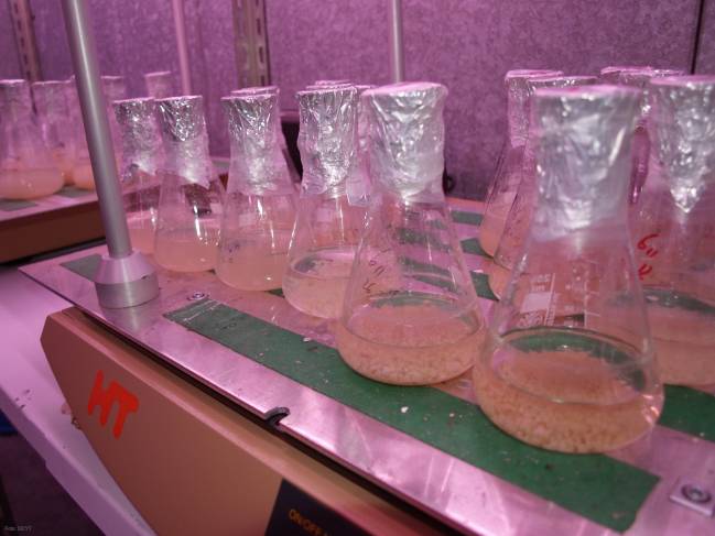 La Universidad de León y el CRAG quieren obtener plantas más digestibles y con mayor capacidad de producir papel