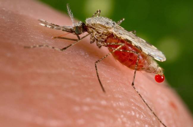 malaria, IA, enfermedades desatendidas