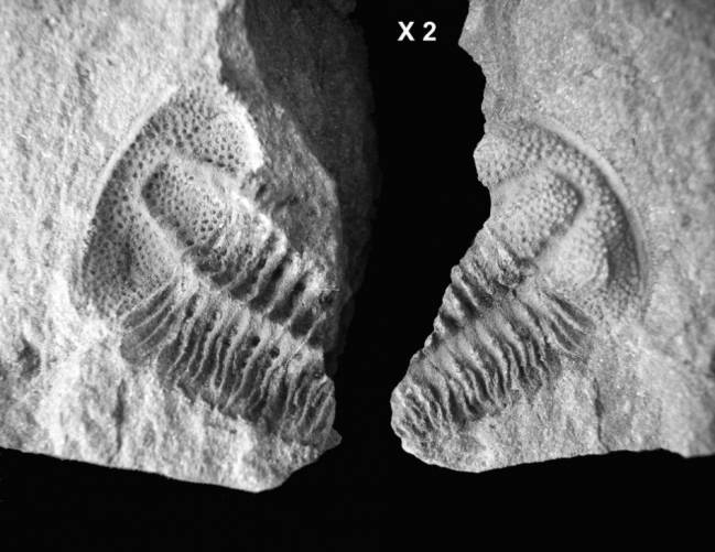 Trilobites.