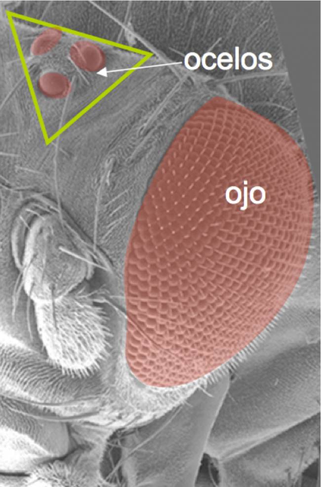 Esquema del ojo de la mosca