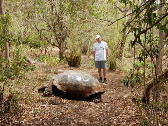 Imagen de una tortuga 