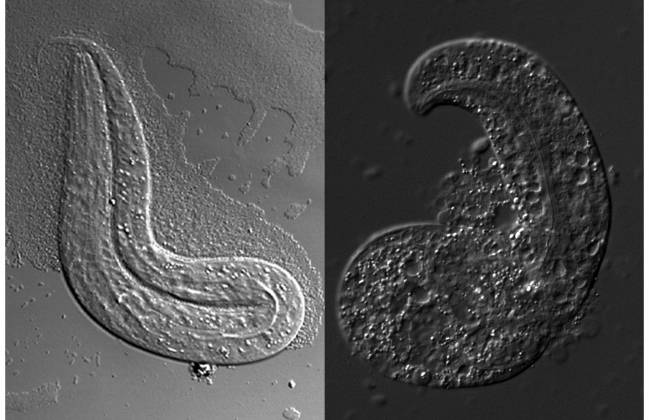 El nematodo modelo de enfermedad sufre de problemas graves de desarrollo