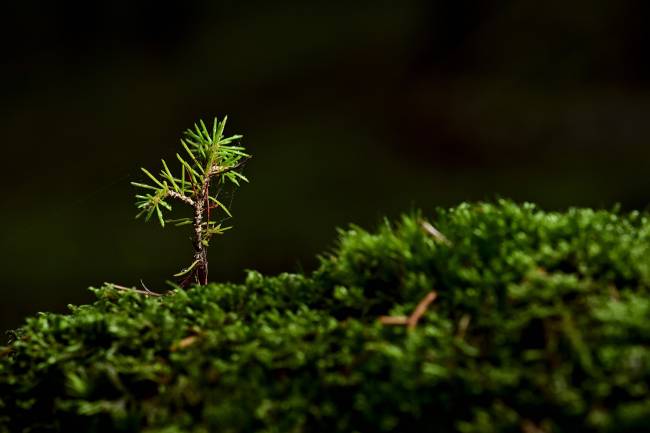 Un árbol brota entre el musgo