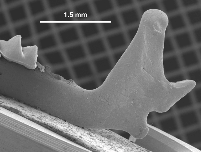 Se trata de Sorex (Drepanosorex) margaritodon, descrita por primera vez en Europa occidental por miembros del Equipo de Investigación de Atapuerca