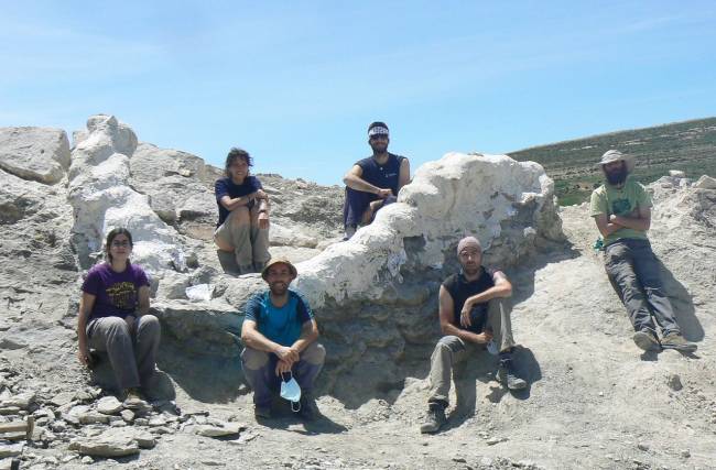 Serie vertebral articulada de un dinosaurio gigante