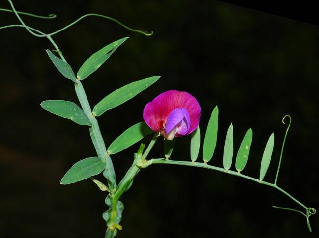 Lathyruz clymenum
