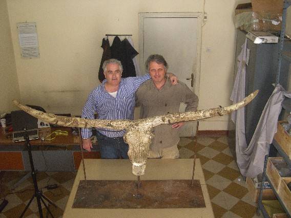 toro, paleontología, fósil