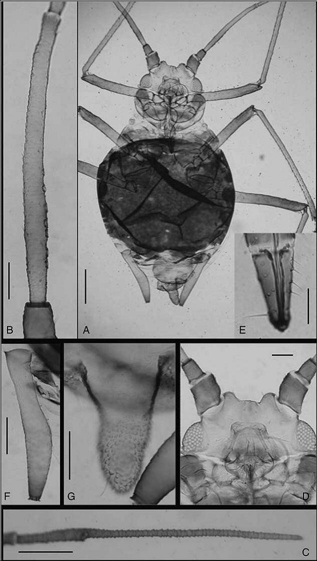 Científicos de la Universidad de León, la Universidad de Valencia y la Universidad de Costa Rica describen este género en un artículo publicado en ‘Canadian Entomologist'