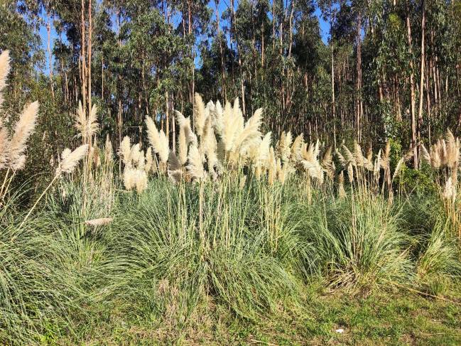 plantas invasoras