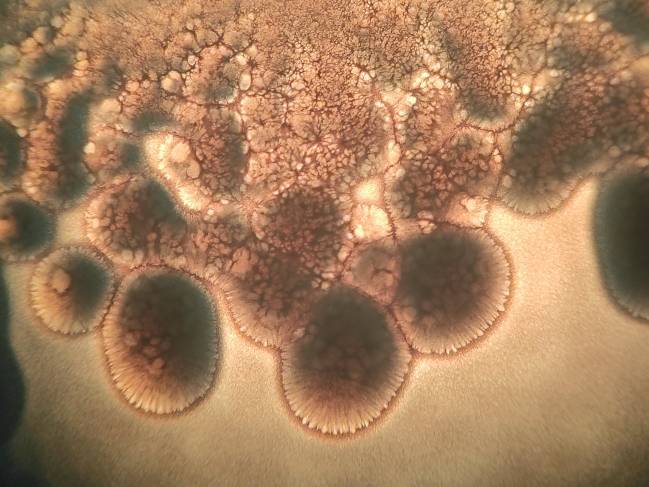 La bacteria Bacillus subtilis