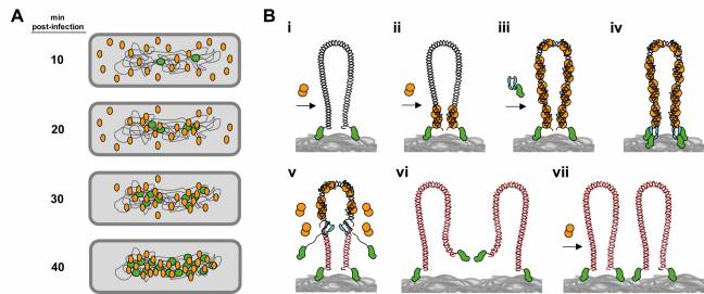 Identifican cómo se organiza una proteína viral tipo histona en bacterias