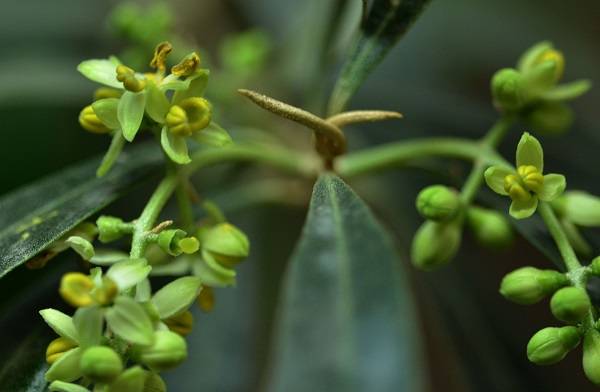 Olea europaea, fundamental en la dieta y en la economía española. / Cerlin Ng.