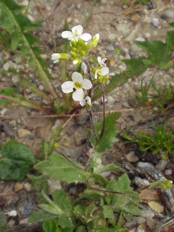 Arabis alpina. Foto: Wikimedia Commons