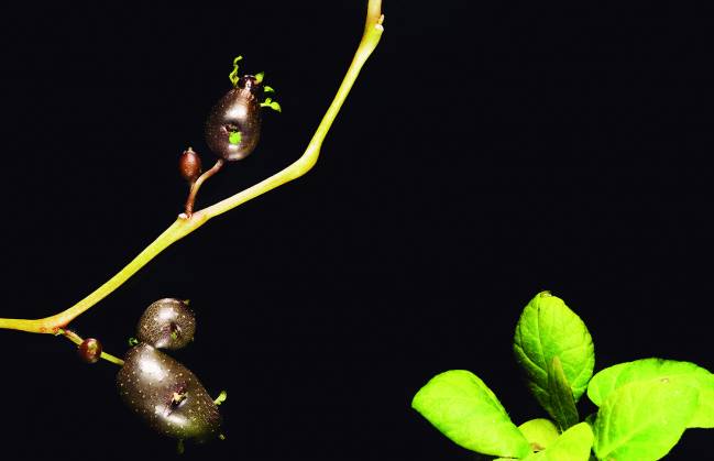 planta de patata mutante en el gen BRC1b 