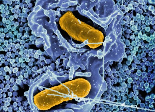 Foto microscopía mitocondrias.