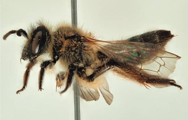 Imagen de la abeja descubierta