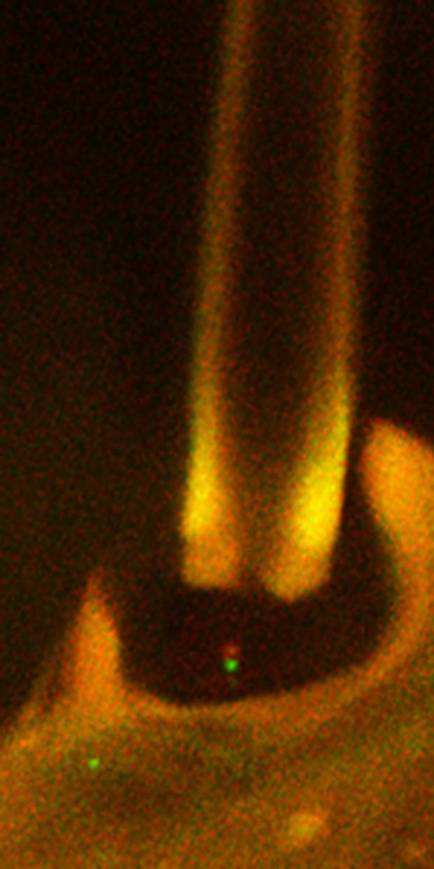 CGonzalez_CurrentBiology_Neuron_cilium
