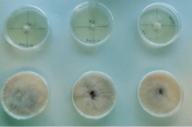 Imagen Cepas del hongo Fusarium circinatum