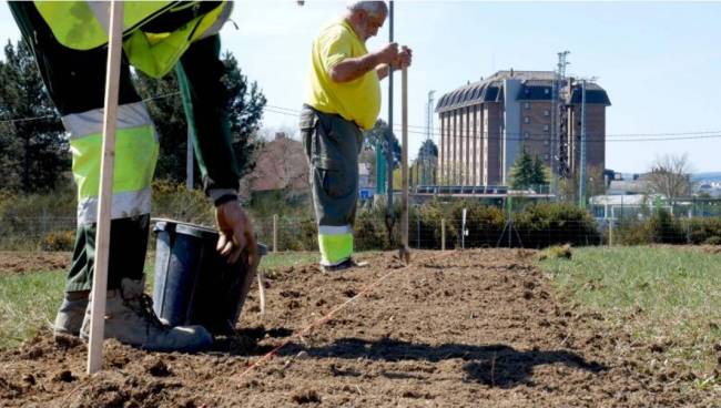 Plantación de cultivos energéticos en el proyecto Life Lugo + Biodinámico