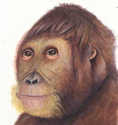 Reconstrucción del nuevo género Anoiapithecus brevirostris