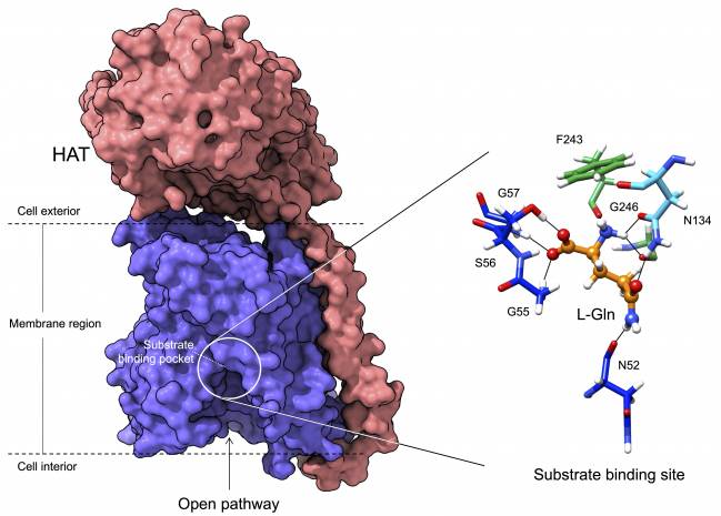 Estructura de la proteína