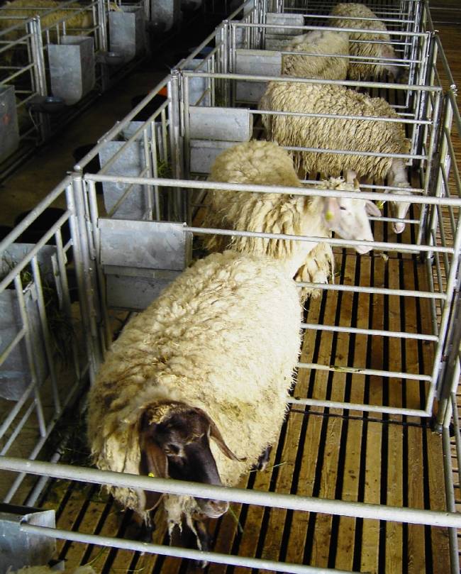 El objetivo final es comprobar sus resultados en la modificación del perfil de ácidos grasos saludables en la leche