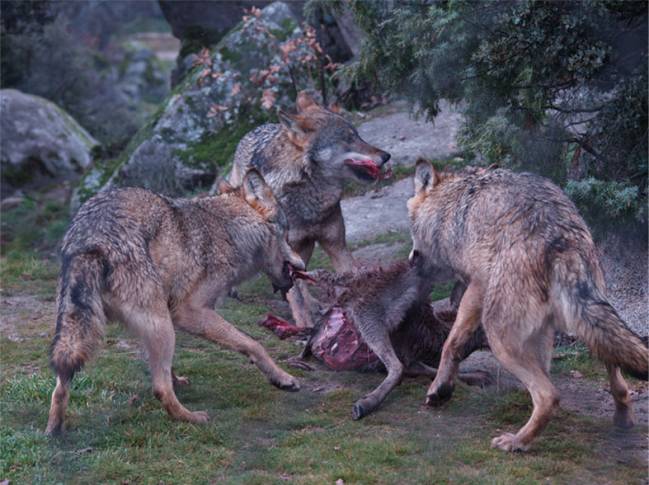 Un equipo científico del Centro Mixto UCM-ISCIII y la Universidad de Nevada analiza las marcas dejadas en los huesos por lobos actuales para compararlas con el registro fósil