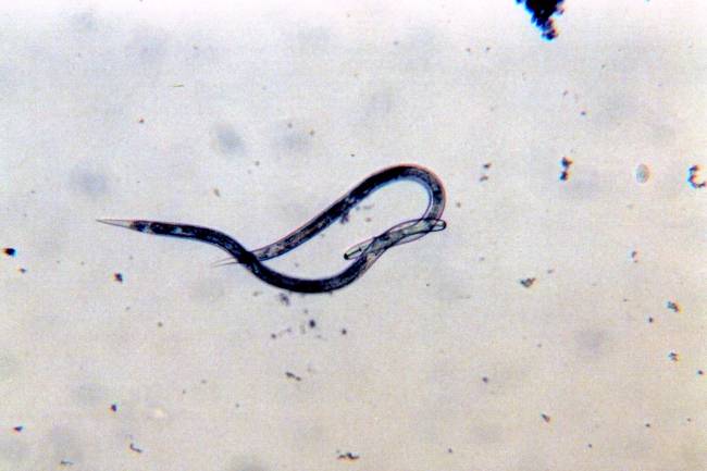 nematodo de segunda etapa