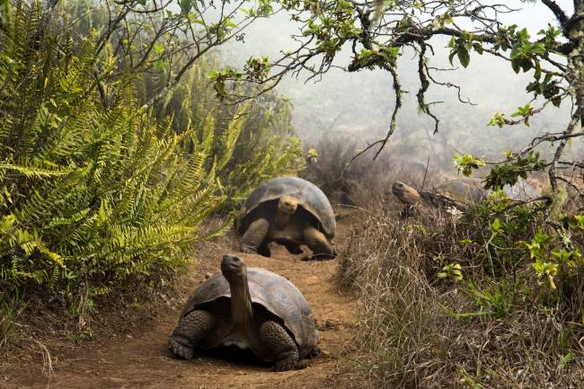 Tortugas gigantes